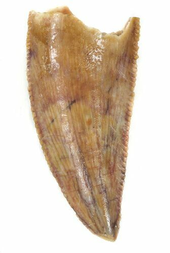 Serrated, Raptor Tooth - Morocco #56571